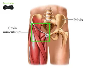 piriformis muscle cause groin pain