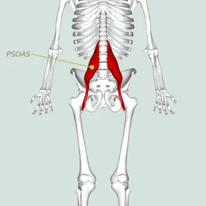 Psoas major muscle