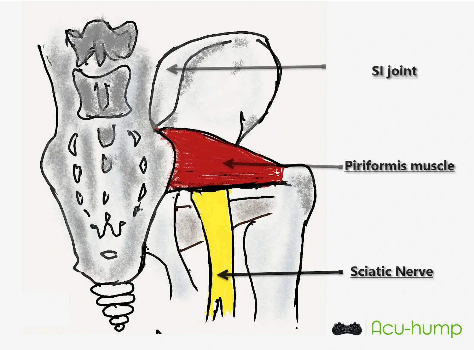 piriformis muscle and sciatic nerve
