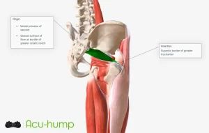 The origin and end of the piriformis muscle