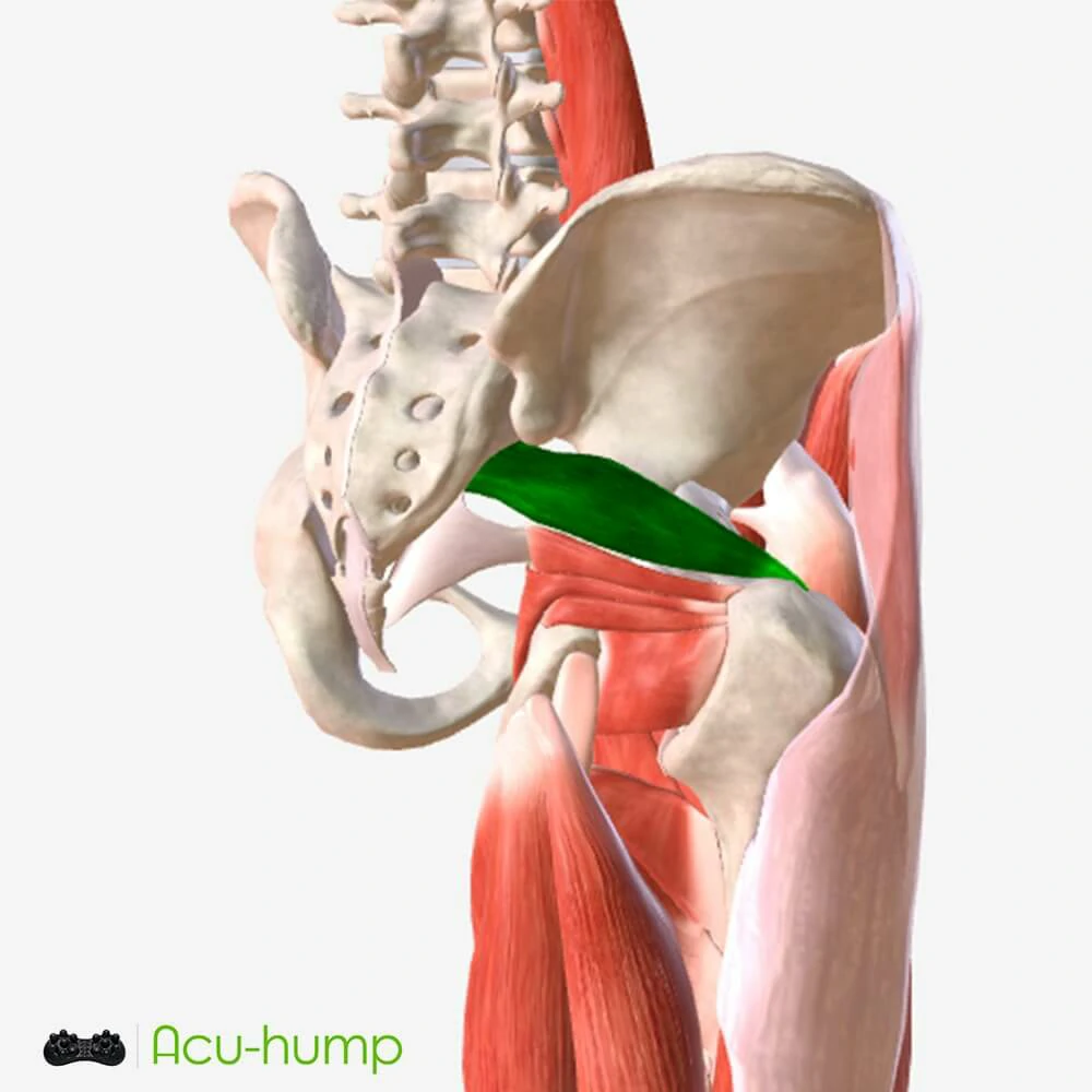 piriformis muscle