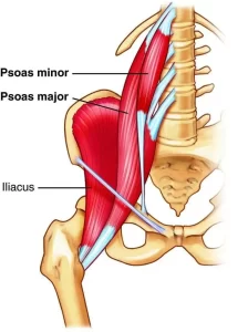 psoas and iliacus muscle