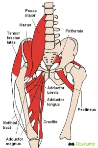 psoas and piriformis muscle