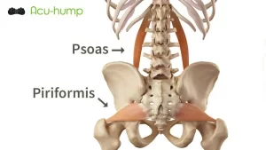 Acu-hump release piriformis muscle and psoas