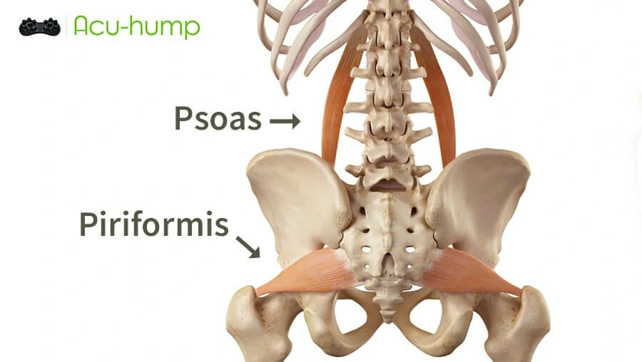 Acu-hump release piriformis muscle and psoas