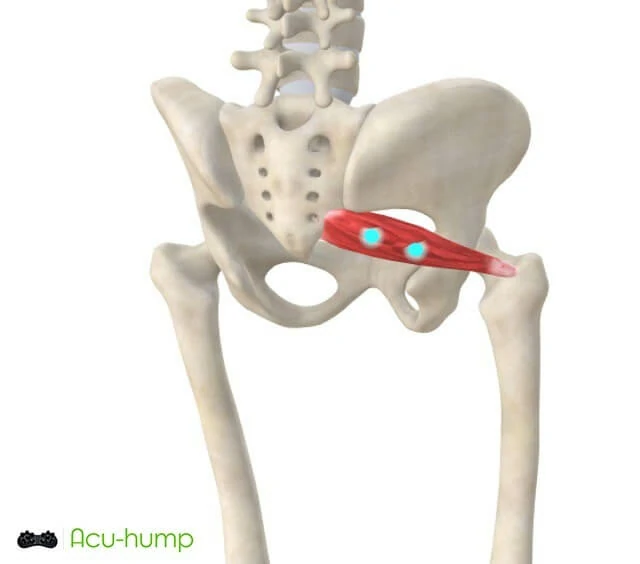 The piriformis muscle is located in the pelvis