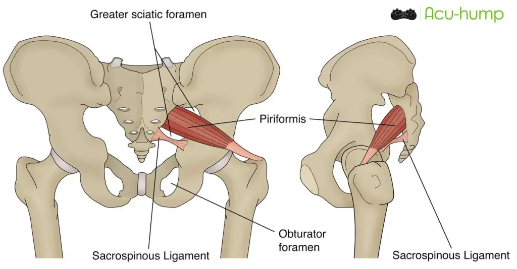 piriformis muscle and greater sciatic foramen