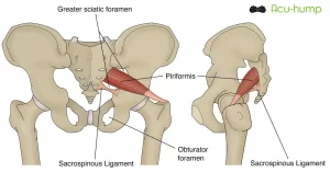 The piriformis muscle is deep in the buttocks and connects the tailbone to the hip joint