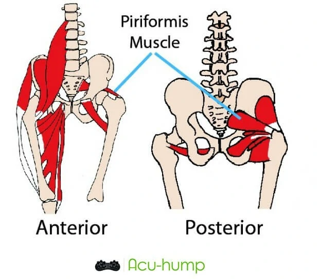 Piriformis muscle