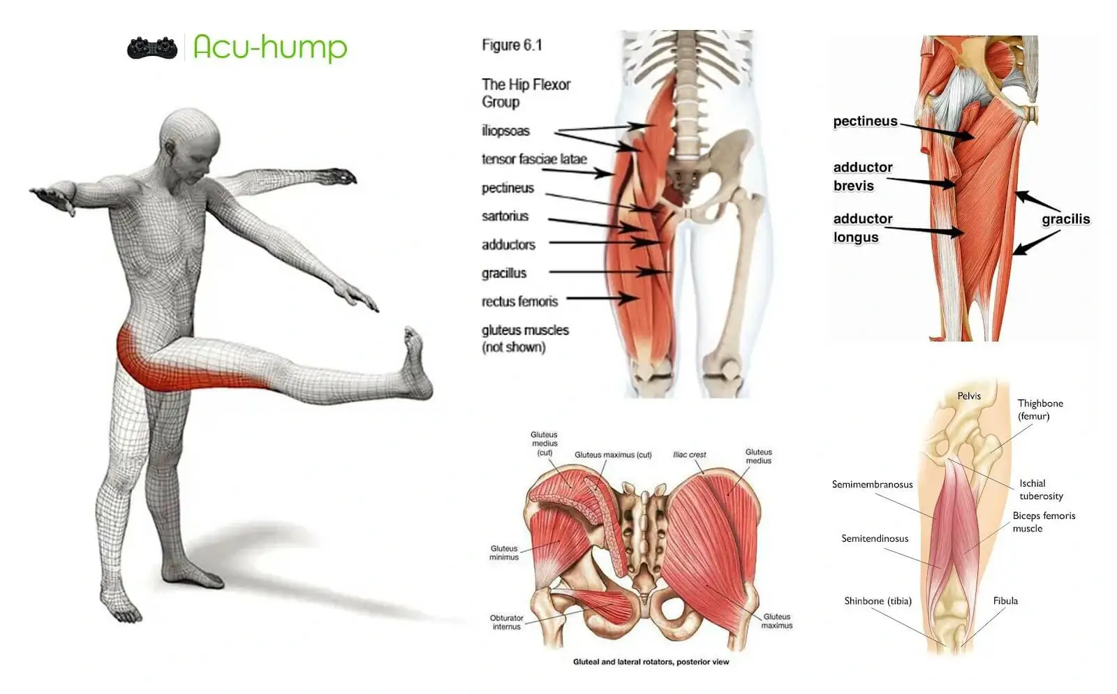 Muscle anatomy of hamstrings and piriformis, gluteal muscles