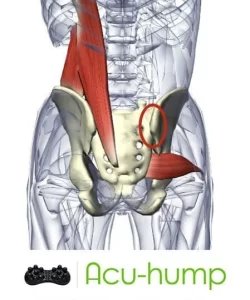 hip flexors and piriformis muscles