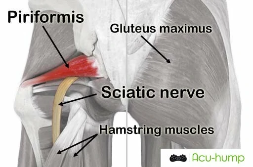 piriformis and sciatic nerve