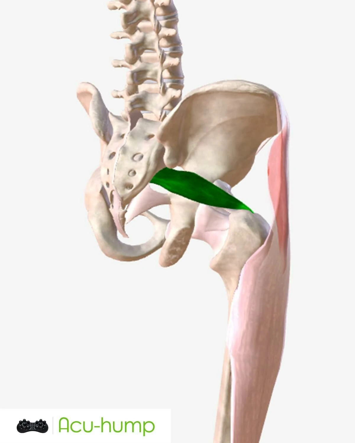 piriformis muscle and pelvic