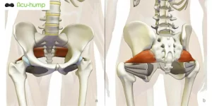 Human skeleton and piriformis muscle