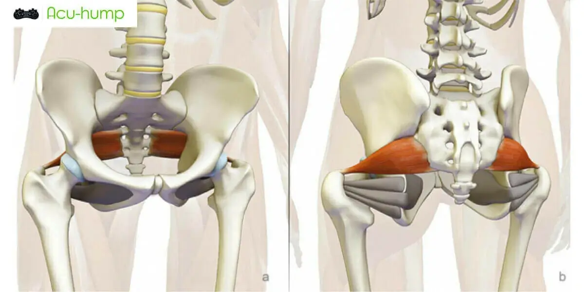 Insertion of the Piriformis Muscle