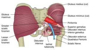buttock muscles glute piriformis and sciatic nerve
