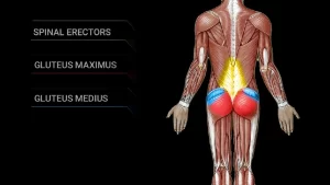 tight glutes cause back pain