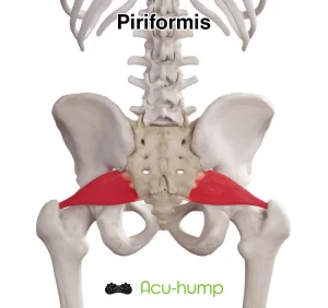 Piriformis Muscle in The Buttocks