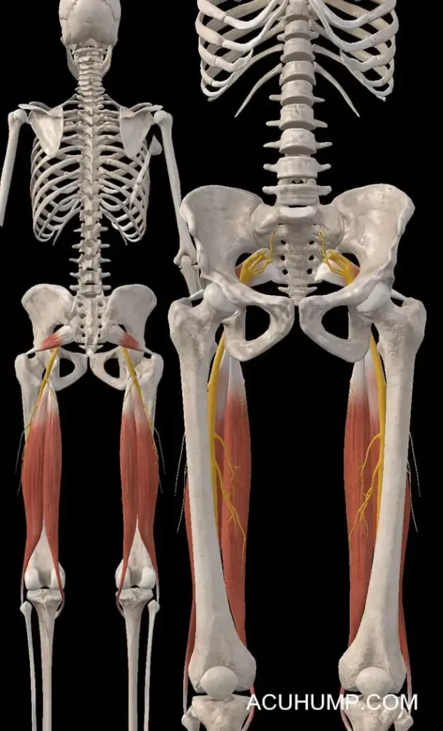 sciatic nerve lower back sacrum piriformis hamstrings anatomy diagram