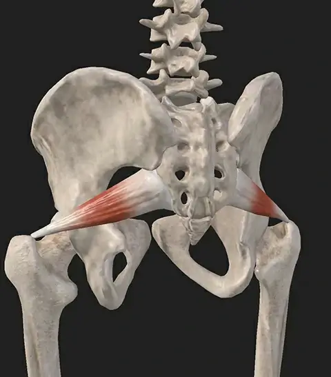 Origin of the Piriformis Muscle