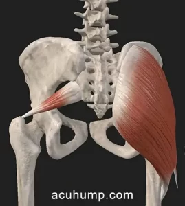 Piriformis Muscle Deep within the Gluteal Region
