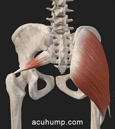 piriformis muscle deep within the gluteal region